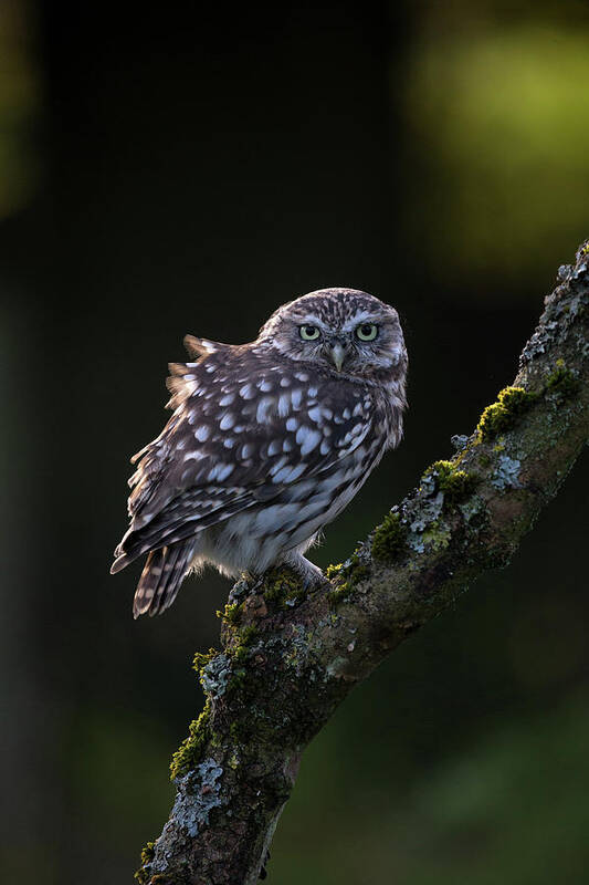 Little Owl Poster featuring the photograph Backlit Little Owl by Pete Walkden