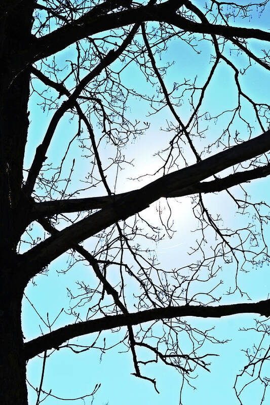 Backlit Poster featuring the photograph Backlit Tree by Tinto Designs