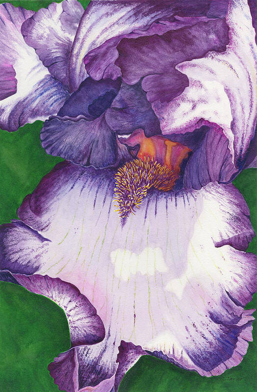 Iris Poster featuring the painting Backyard Beauty by Lori Taylor