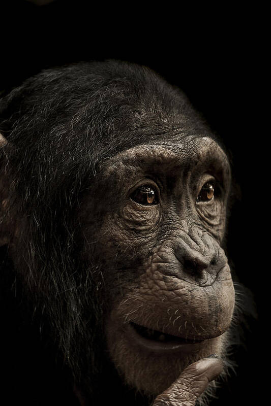 Chimpanzee Poster featuring the photograph Baffled by Paul Neville