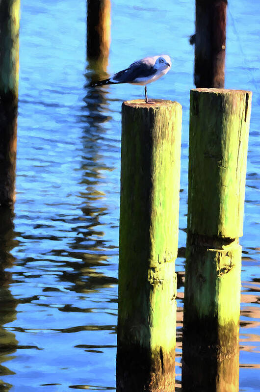 Sea Gulls Poster featuring the photograph Balanced by Jan Amiss Photography