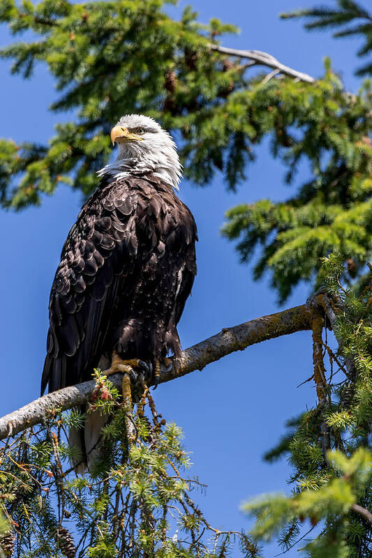 Bald Poster featuring the photograph Bald Eagle in Evergreen by Rob Green