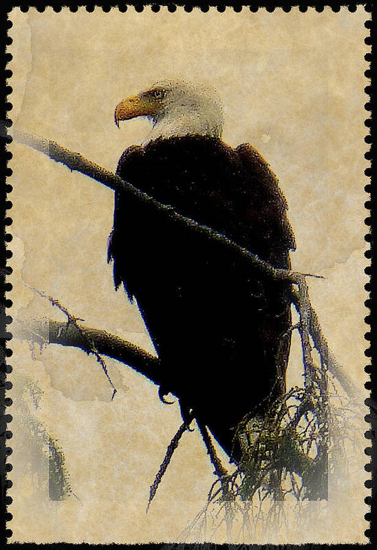 Eagle Poster featuring the photograph Bald Eagle by Lori Seaman