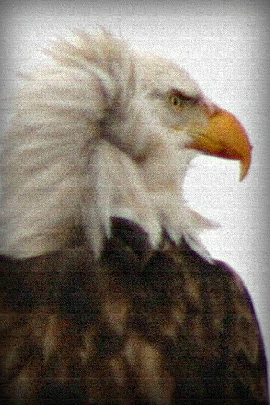 Bird Poster featuring the photograph Bald Eagle by Patricia Montgomery