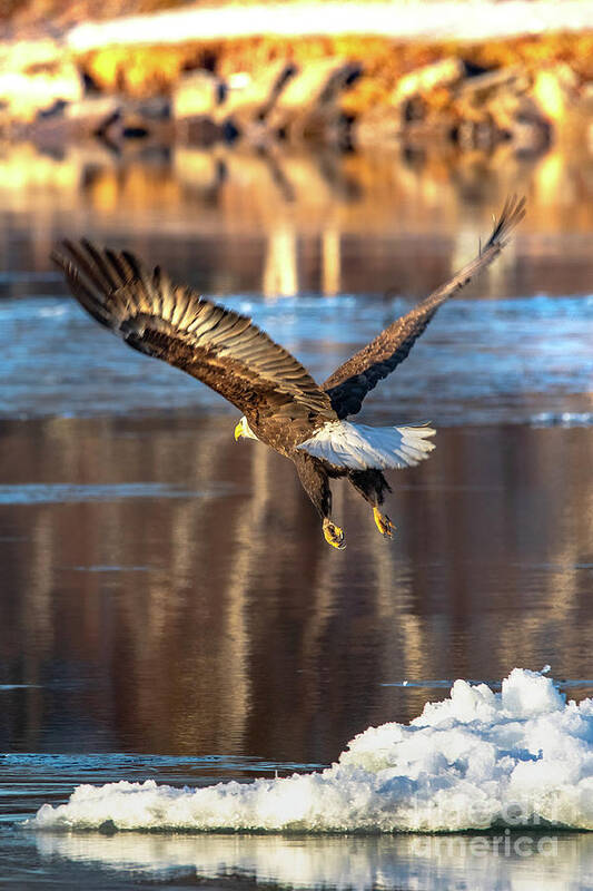 Bald Eagle Poster featuring the photograph Bald Eagle Taking Flight -5191 by Norris Seward