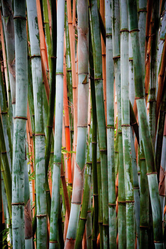 Green Bamboo Poster featuring the photograph Bamboo Seduction II by Karen Wiles