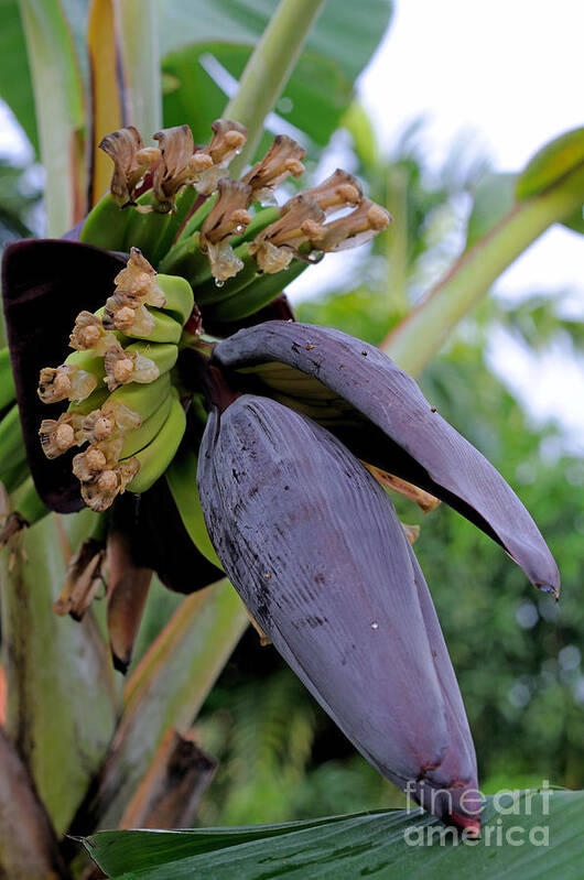 Plant Poster featuring the photograph Banana Plant by Fletcher & Baylis