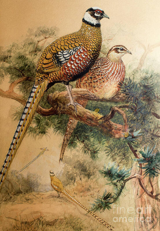 Pheasant Poster featuring the painting Bar-tailed Pheasant by Joseph Wolf