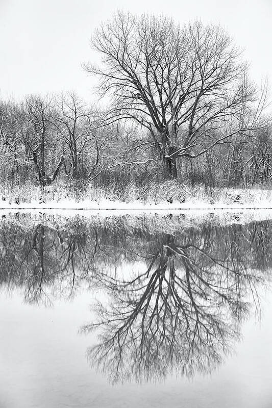 Trees Poster featuring the photograph Bare Trees by Darren White