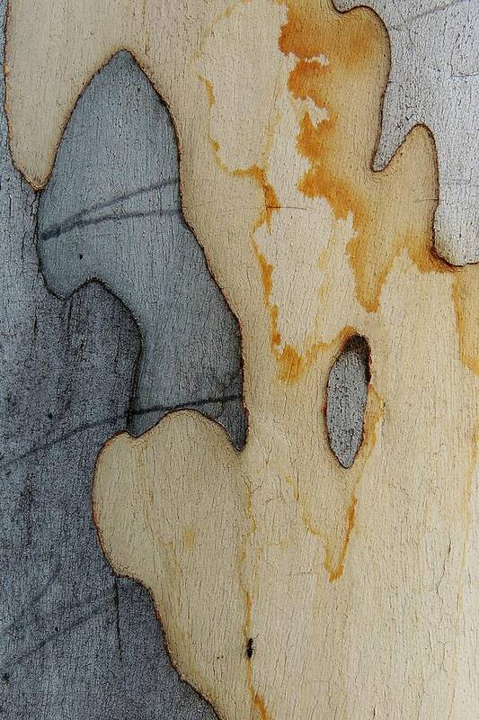 Nature Abstract Poster featuring the photograph Bark Abstract with Ant by Denise Clark