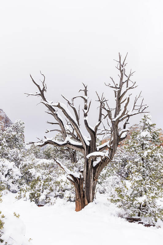 Sedona Poster featuring the photograph Bark and white by Laura Pratt