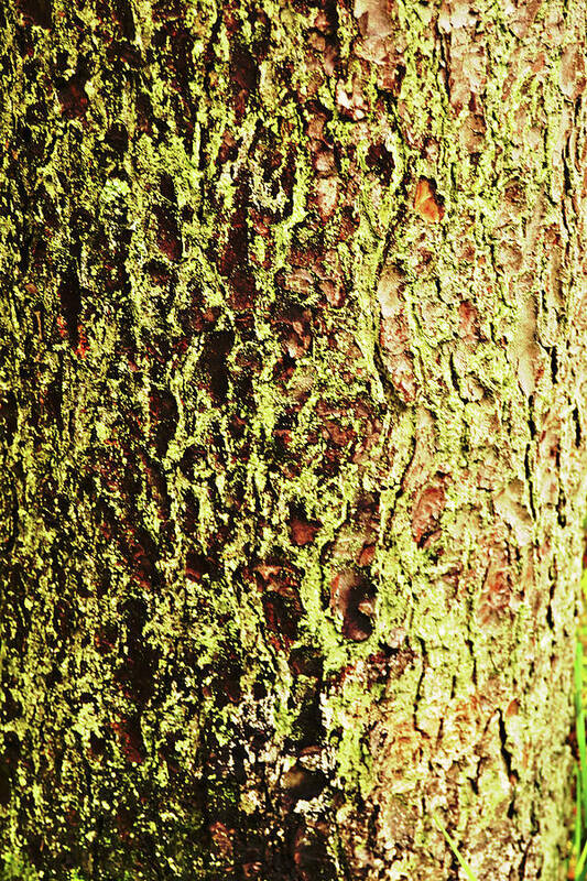 Bark Poster featuring the photograph Bark In Green by Tinto Designs