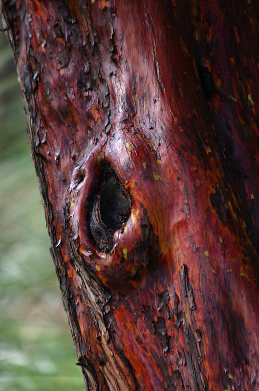Tree Poster featuring the photograph Bark by Martina Fagan