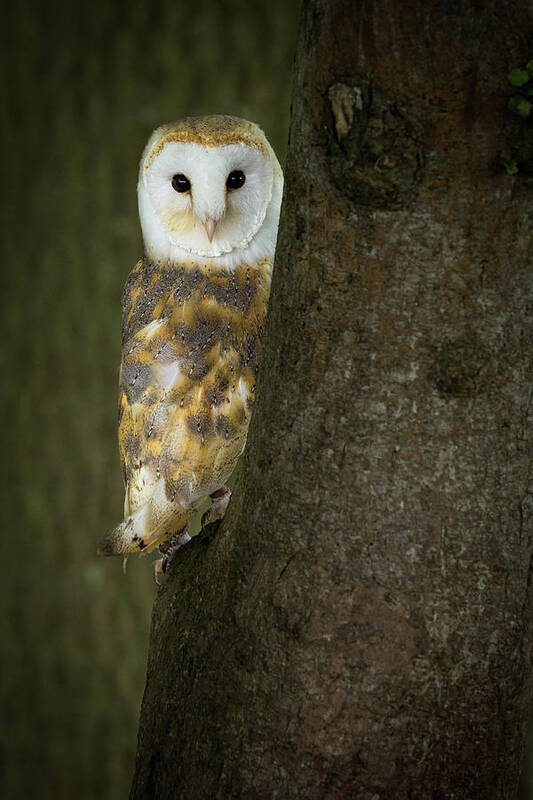 Barn Owl Poster featuring the photograph Barn Owl 1 by Nigel R Bell