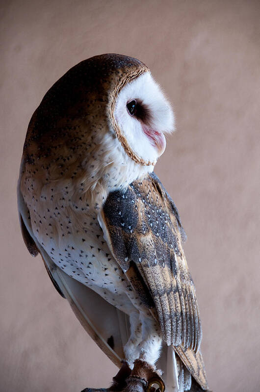 Arizona Poster featuring the photograph Barn Owl by Monte Stevens
