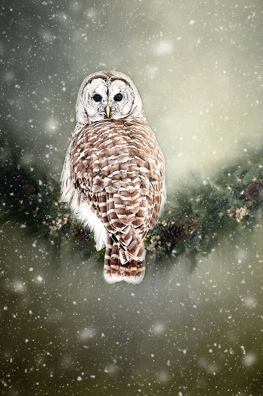 Barred Owl Print Poster featuring the photograph Barred Owl in the Snow by Gwen Gibson