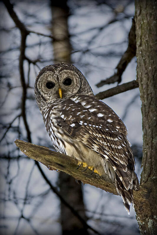 Barred Owl Poster featuring the photograph Barred Owl by Patricia Montgomery