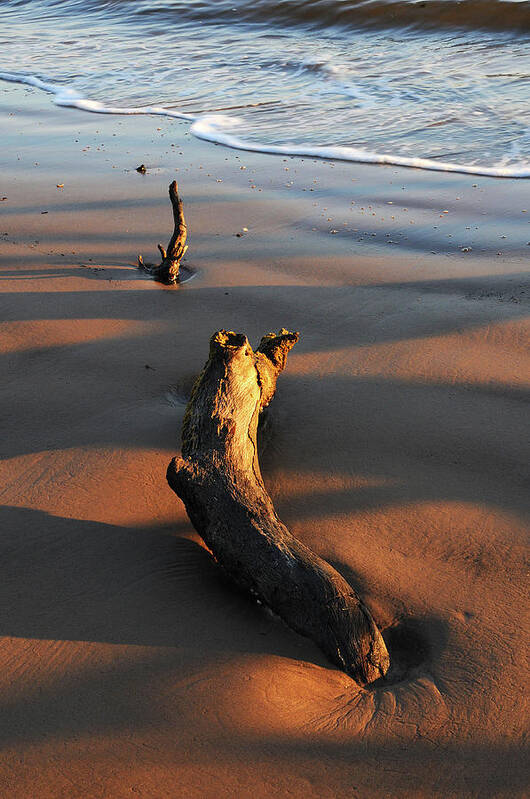Beach Poster featuring the photograph Beach Driftwood by Ted Keller