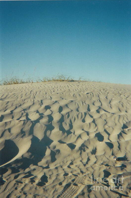 Beach Poster featuring the photograph Beach Dune by Cat Rondeau