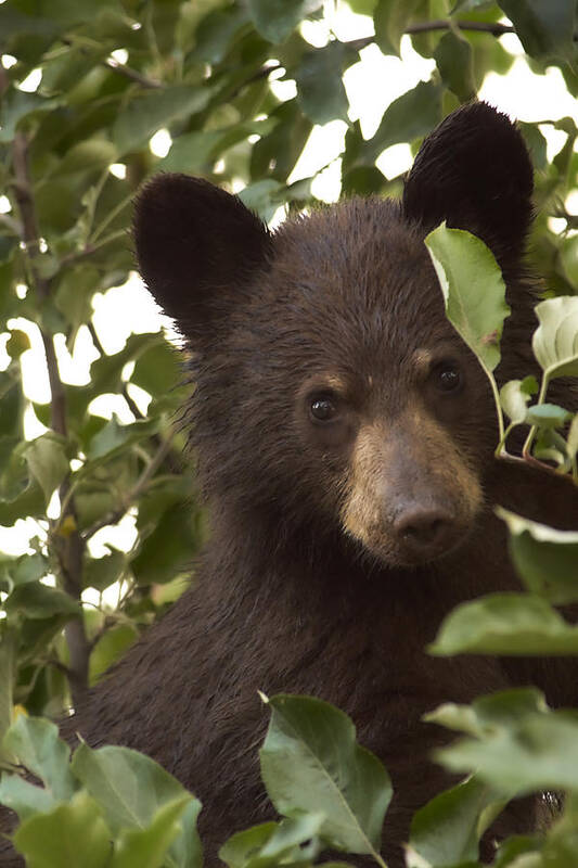 Black Bear Poster featuring the photograph Bear Cub in Apple Tree7 by Loni Collins