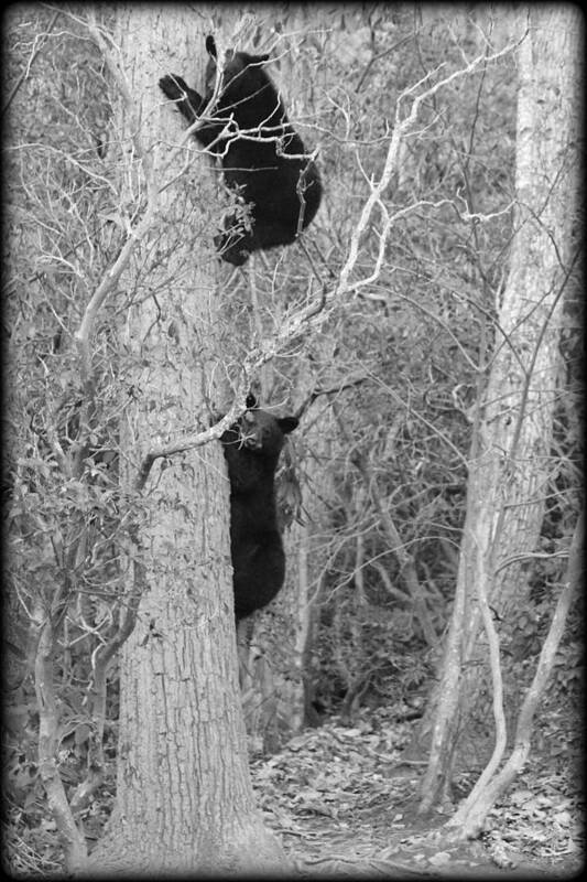 Bear Poster featuring the photograph Bear Cubs by Tammy Schneider