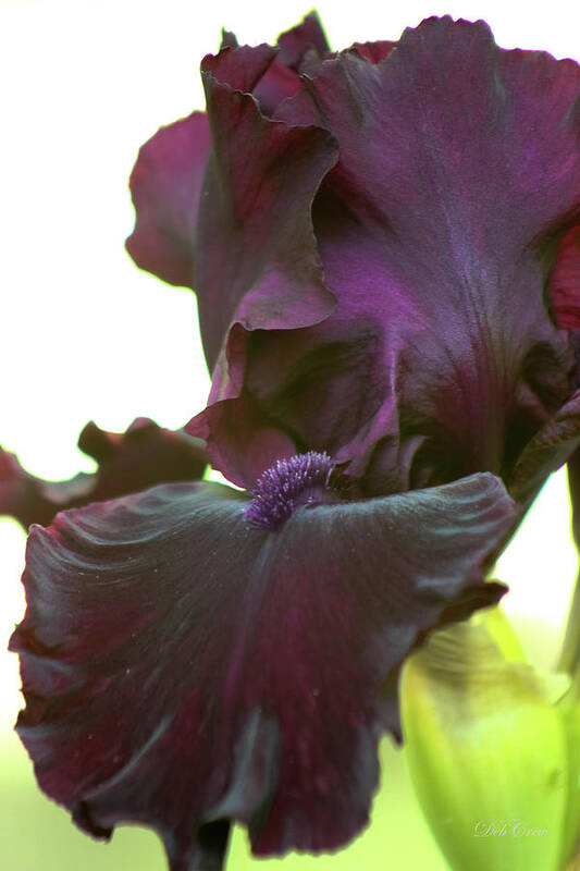 Flower Poster featuring the photograph Bearded Beauty by Deborah Crew-Johnson