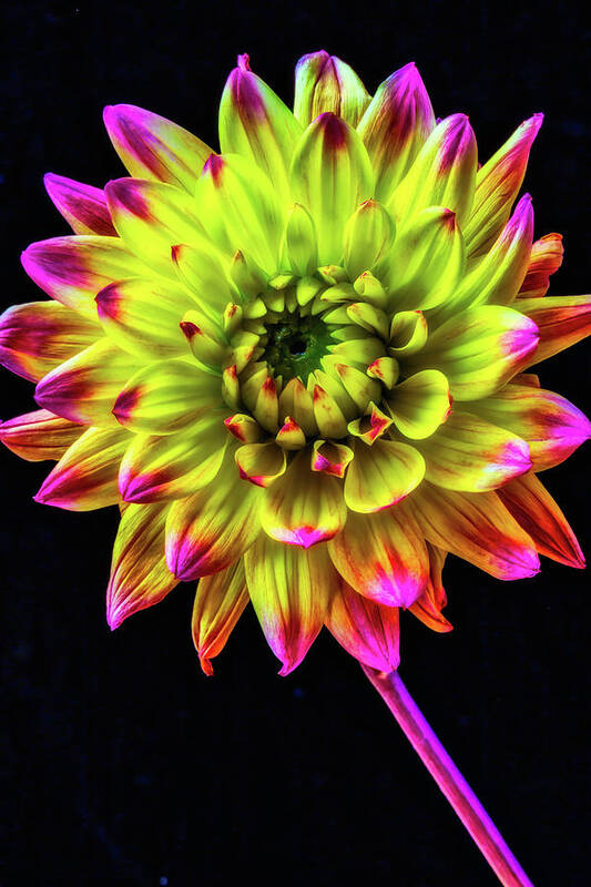 Color Poster featuring the photograph Beautiful Graphic Dahlia by Garry Gay