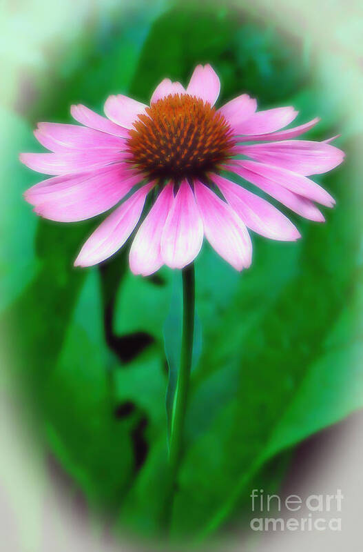 Coneflower Poster featuring the photograph Beauty among the Leaves by Sue Melvin