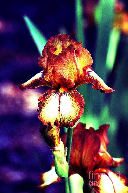 Iris Poster featuring the photograph Iris Beauty In Copper by Linda Cox