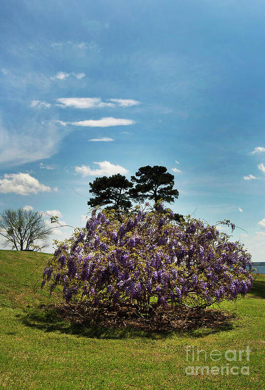 Scenic Poster featuring the photograph Beauty by Skip Willits