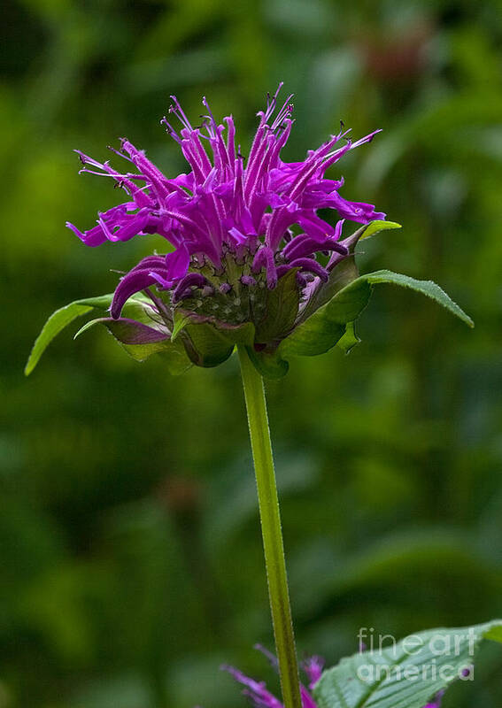 Flower Poster featuring the photograph Bee Balm Beauty by Robert Pilkington