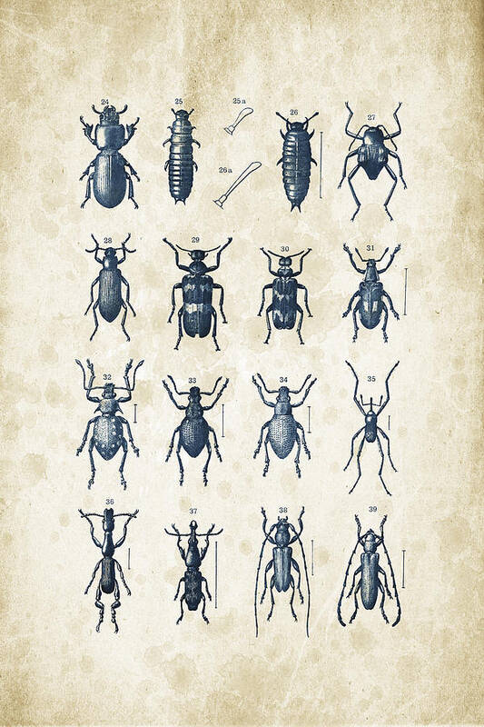 Beetle Poster featuring the digital art Beetles - 1897 - 03 by Aged Pixel