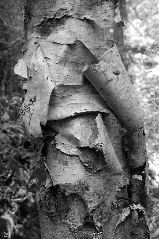 Birch Poster featuring the photograph Birch Bark by John Meader