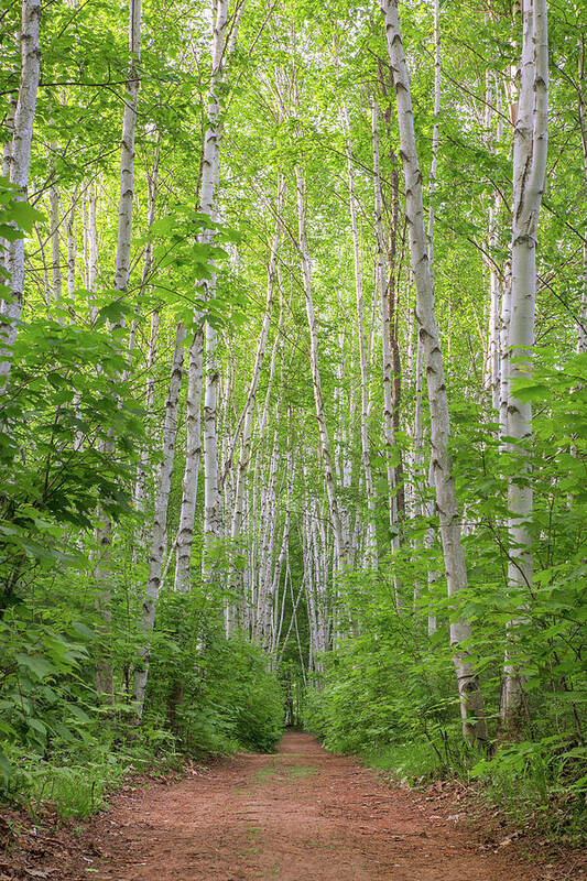 Birch Poster featuring the photograph Birch Path Spring #2 by White Mountain Images