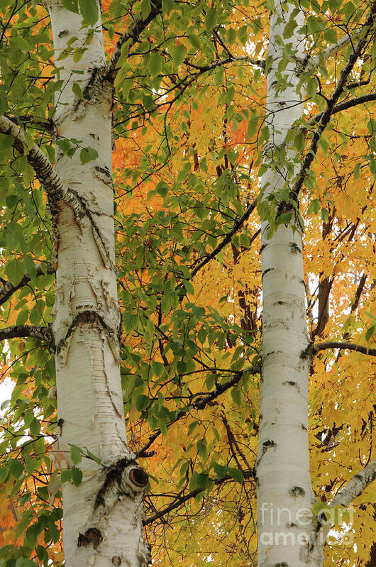 Tree Poster featuring the photograph Birch Tree by Ronald Grogan