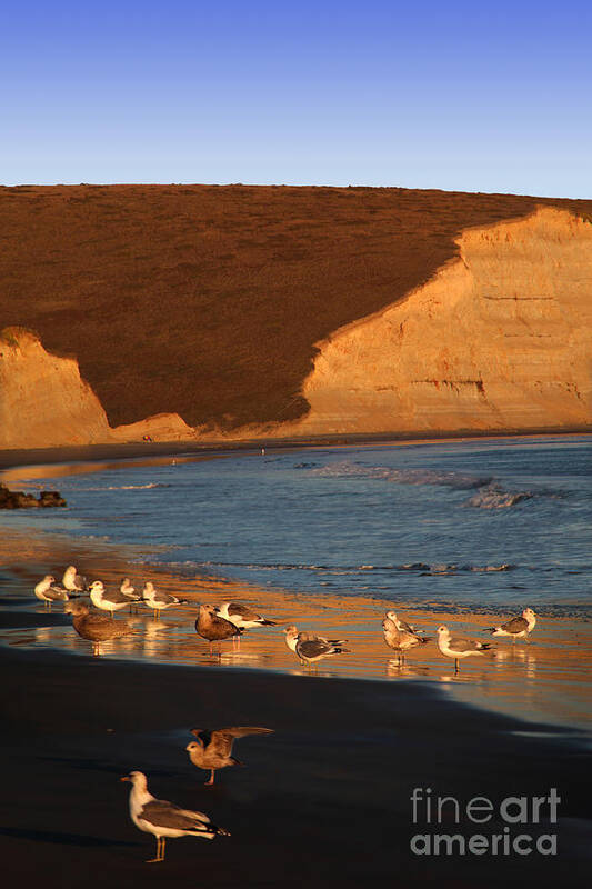 Drakes Bay Poster featuring the photograph Birds along the Point Reyes National Seashore Marin County Cal by Wernher Krutein