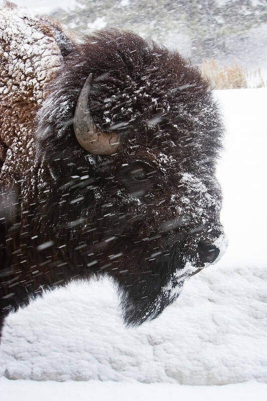 Bison Poster featuring the photograph Bison in Snow by Mark Miller