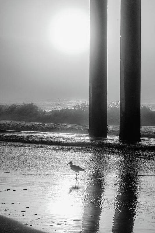 Beach Poster featuring the photograph Black and White Bird Beach by John McGraw