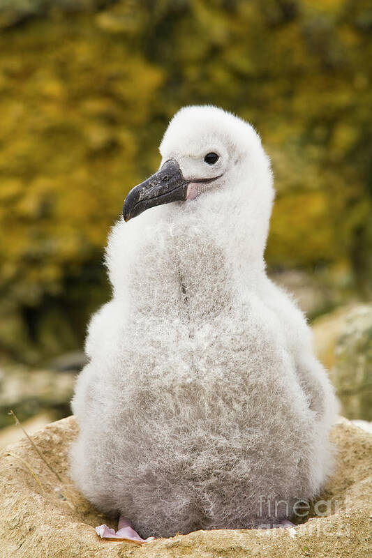 00345510 Poster featuring the photograph Black Browed Albatross Chick by Yva Momatiuk John Eastcott