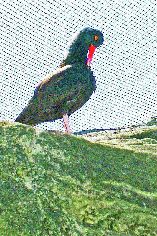 Black Oystercatcher In Oregon Coast Aquarium In Newport Poster featuring the photograph Black Oystercatcher in Oregon Coast Aquarium in Newport, Oregon by Ruth Hager