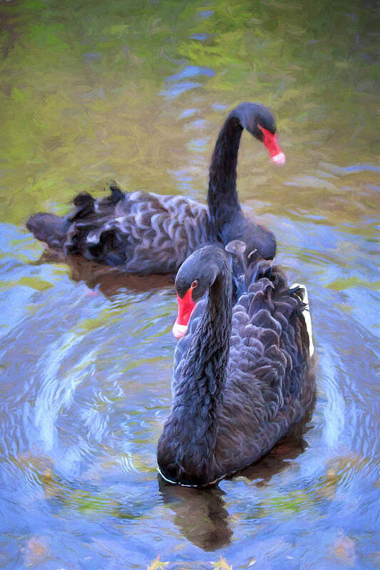 Swan Poster featuring the photograph Black Swans by Susan Rissi Tregoning