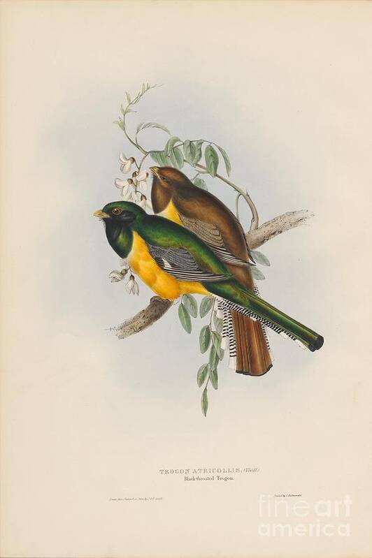 Trogon Atricollis Poster featuring the painting Black-throated Trogon by Celestial Images