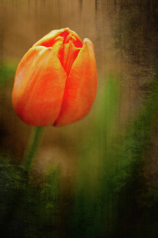 Tulip Petals Poster featuring the photograph Blooming Spring Time by Karol Livote
