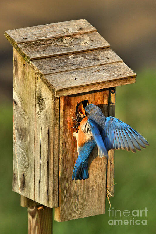 Bluebirds Poster featuring the photograph Dinner Delivery by Adam Jewell