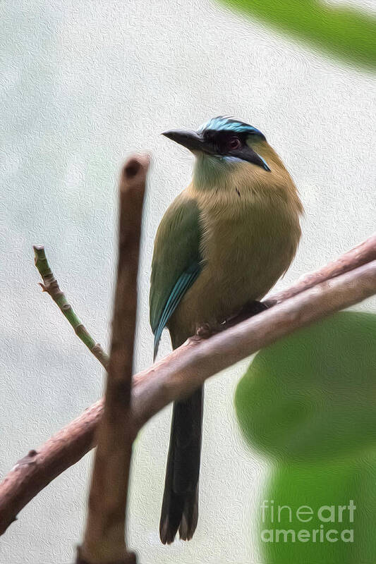 Blue Poster featuring the digital art Blue-crowned Motmot Oil by Ed Taylor