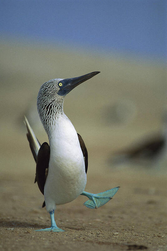 00140218 Poster featuring the photograph Blue-footed Booby Sula Nebouxii by Tui De Roy