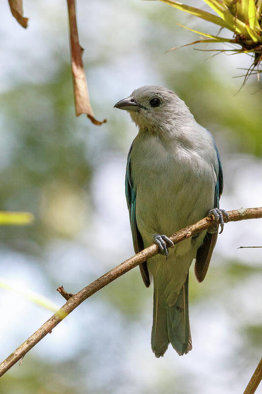 Caldas Poster featuring the photograph Blue Gray Tanager Cameguadua Chinchina Colombia by Adam Rainoff