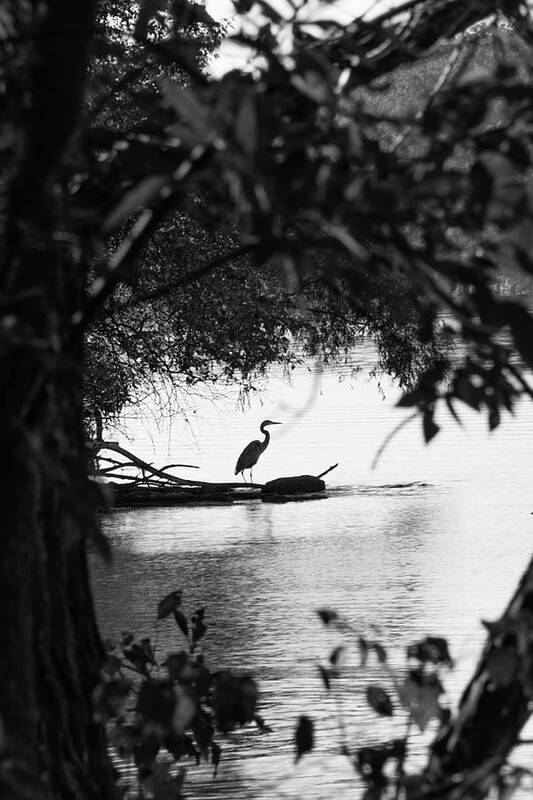 Animal Poster featuring the photograph Blue Heron In Black And White. by John Benedict