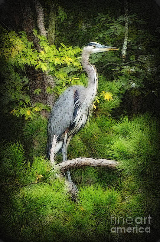 Heron Poster featuring the photograph Blue Heron by Lydia Holly