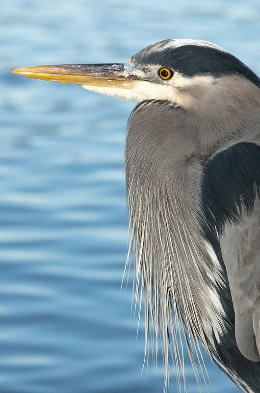 Heron Poster featuring the photograph Blue Heron by Terry Dadswell